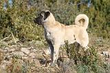 KANGAL 030
